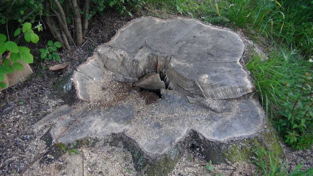 150 yıllık çınar ağaçlarını öyle bir paraya satmak için çaldılar ki pes! Bu kadar vicdansızlık olmaz... 8